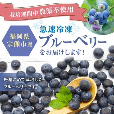ふるさと納税 宗像市 栽培期間中農薬不使用!急速冷凍ブルーベリー 1.2
