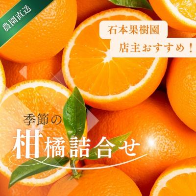 ふるさと納税 紀宝町 旬の柑橘 詰め合わせ セット 石本果樹園 店主おすすめの柑橘セットをお届け[min011]
