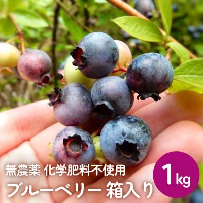 ふるさと納税 石巻市 < 先行予約 > ブルーベリー(1kg) 箱入り 生 無農薬 化学肥料不使用摘みたて 冷蔵 大粒