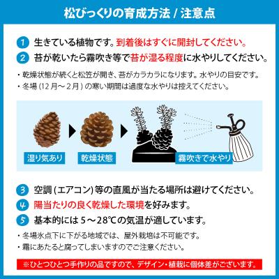 ふるさと納税 鹿児島市 火山の贈り物 ミニ観葉植物『松びっくり』 溶岩土台松ぼっくり苔植物　K089-001 |  | 02