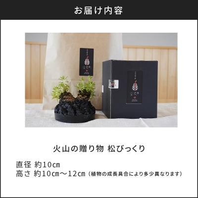 ふるさと納税 鹿児島市 火山の贈り物 ミニ観葉植物『松びっくり』 溶岩土台松ぼっくり苔植物　K089-001 |  | 03