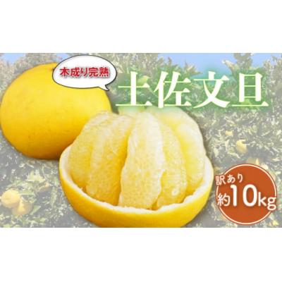 ふるさと納税 愛南町 先行受付 訳あり 完熟 土佐文旦 約10kg エニシトラス