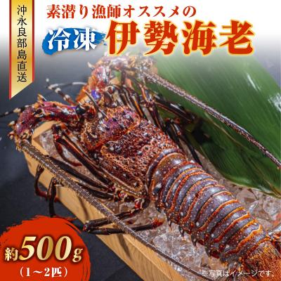 ふるさと納税 和泊町 沖永良部島直送!素潜り漁師オススメの冷凍伊勢海老約500グラム