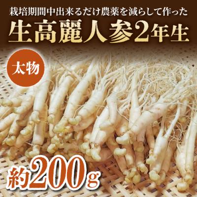 ふるさと納税 東御市 [栽培期間出来るだけ農薬を減らして作った 生高麗人参]2年生 太物 約200g 国産 朝鮮人参