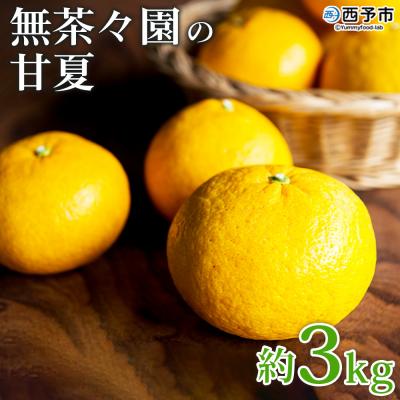 ふるさと納税 西予市 <無茶々園の甘夏 約3kg> 果物 あまなつ みかん ミカン 蜜柑 柑橘 フルーツ