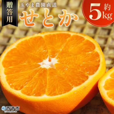 ふるさと納税 西予市 <玉やま農園直送 せとか5kg 贈答用> 柑橘 フルーツ 果物 果実 西予市 三瓶 ギフト