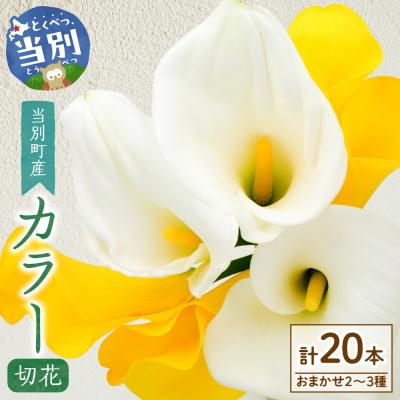 ふるさと納税 当別町 カラー切花20本入り(2〜3品種 計20本)_tb11-023