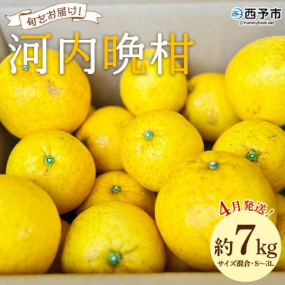 ふるさと納税 西予市 [先行受付]「4月発送」旬をお届け!河内晩柑 約7kg みかん ミカン 蜜柑 果物 柑橘類 果実