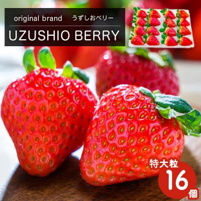 ふるさと納税 鳴門市 [先行受付12月中旬頃より順次発送]フルーツガーデンやまがたいちご「うずしおベリー」特大粒16個