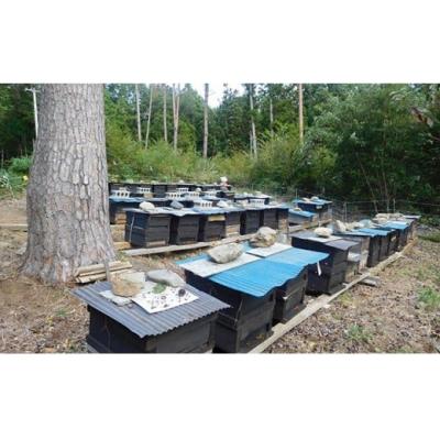 ふるさと納税 陸前高田市 国産 純粋蜂蜜 〈アカシア / リンゴ〉600g×各1個セット 瓶入り 食べ比べ 気仙養蜂_2