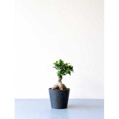 ふるさと納税 横浜市 [鉢付き]ガジュマル Sサイズ[鉢:ブラック]