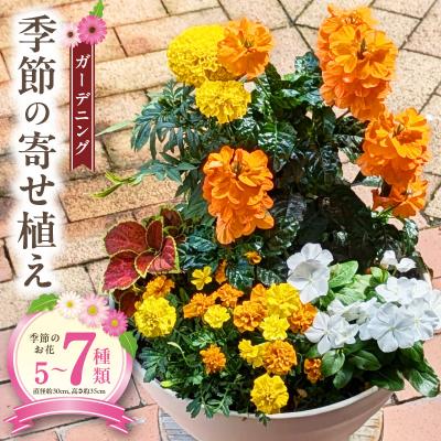 ふるさと納税 小牧市 季節のお花5種類〜7種類使用 ガーデニング 季節の寄せ植え 花 鉢植え 花屋[142F01]