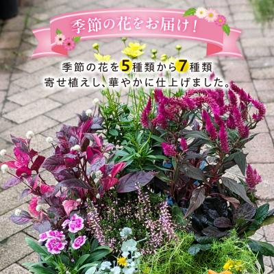 ふるさと納税 小牧市 季節のお花5〜7種類使用 ガーデニング季節の寄せ植え 鉢植え フラワー おまかせ植物[142F01] |  | 01