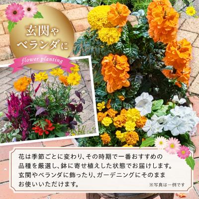 ふるさと納税 小牧市 季節のお花5〜7種類使用 ガーデニング季節の寄せ植え 鉢植え フラワー おまかせ植物[142F01] |  | 02