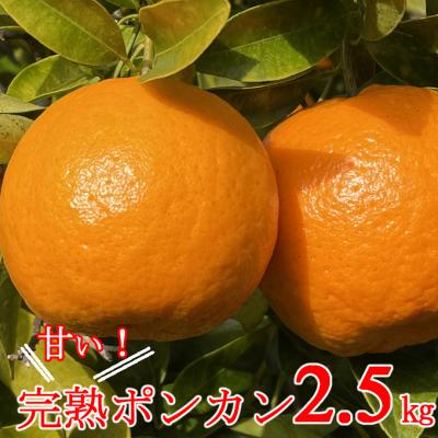 ふるさと納税 室戸市 [2月上旬からお届け] 越年完熟 室戸 ポンカン [2.5kg]