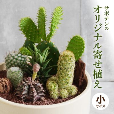 ふるさと納税 小牧市 サボテンのオリジナル寄せ植え(小)[観葉植物・多肉植物][133O01]