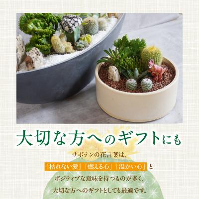 ふるさと納税 小牧市 サボテンのオリジナル寄せ植え(小)【恐竜セット】(観葉植物・多肉植物)[133O03-01] |  | 02