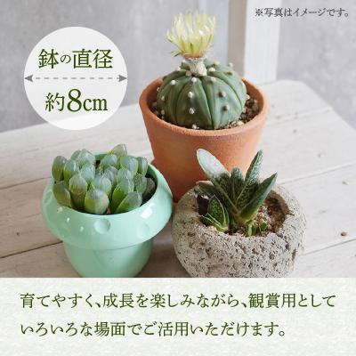 ふるさと納税 小牧市 ミニ サボテン セット(3種)【観葉植物・多肉植物】[133O06] |  | 02