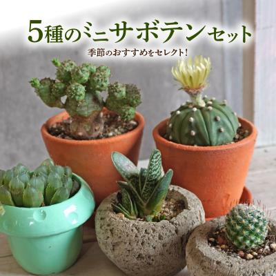 ふるさと納税 小牧市 ミニ サボテン セット(5種)[観葉植物・多肉植物][133O07]