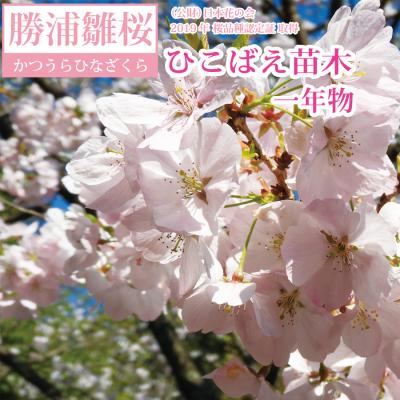 ふるさと納税 勝浦町 勝浦ひな桜 苗木 1本