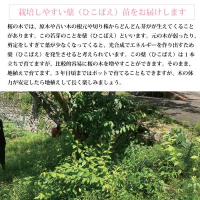 ふるさと納税 勝浦町 勝浦ひな桜 苗木 1本_1