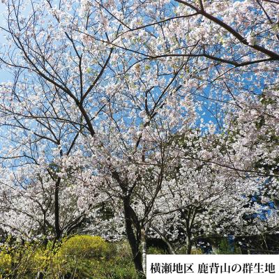 ふるさと納税 勝浦町 勝浦ひな桜 苗木 1本_2