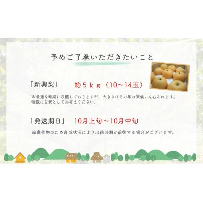 ふるさと納税 倉吉市 新興梨【鳥取県産】5kg(生橋農園) 梨 鳥取 果物 フルーツ 和梨 先行予約 数量限定 甘い_2
