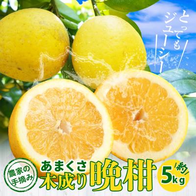 ふるさと納税 天草市 農家の手摘み あまくさ木成り晩柑 5kg