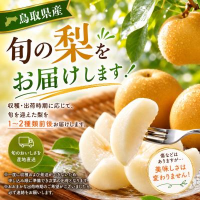 ふるさと納税 八頭町 【訳あり】鳥取県産旬の梨 3kg : Yahoo!ふるさと