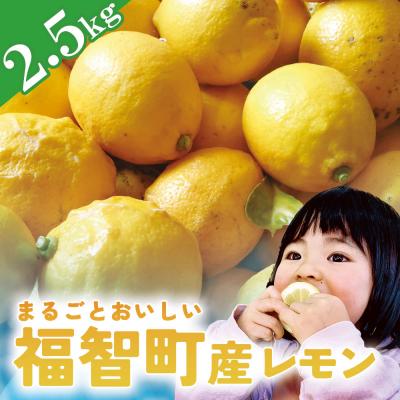 ふるさと納税 福智町 福智町産 レモン 2.5kg 約16〜20個