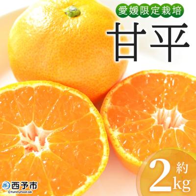 ふるさと納税 西予市 <おはこやがつくる 甘平 約2kg(L〜3Lサイズ)> 果物 フルーツ 柑橘類 かんぺい カンペイ