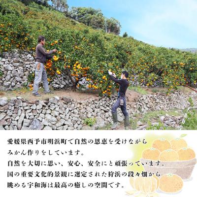 ふるさと納税 西予市 夕焼け山農園　愛媛県西予市産　温州みかん　家庭用　3kg |  | 02