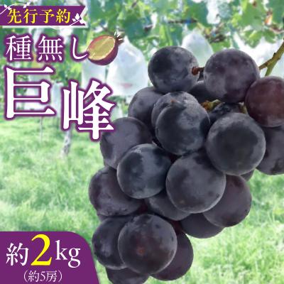 ふるさと納税 小牧市 種無し巨峰 約2kg(約5房) 2026年 先行受付 種なしぶどう [098O02]