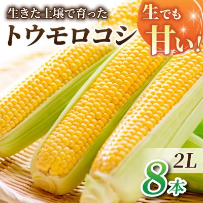 ふるさと納税 東御市 [先行受付2026年発送]生でもすごく甘い!生きた土壌で育った『とうもろこし』2Lサイズ8本