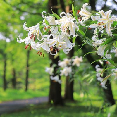 ふるさと納税 滑川町 国営武蔵丘陵森林公園 入園引換券2名様分+施設利用券2,000円分|19_msk-022001 |  | 02
