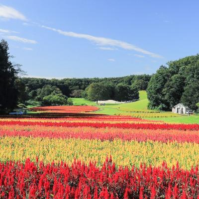 ふるさと納税 滑川町 国営武蔵丘陵森林公園 入園引換券2名様分+施設利用券2,000円分|19_msk-022001 |  | 03