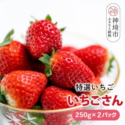 ふるさと納税 神埼市 [先行受付 R8年1月下旬より発送]特選いちご(いちごさん) 250g×2パック(H101106)