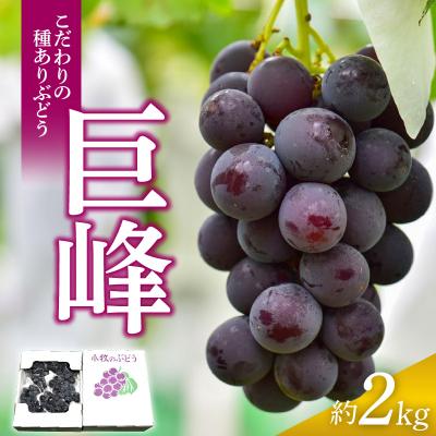 ふるさと納税 小牧市 こだわりの種あり巨峰 約2kg 2026年発送分[034K01]