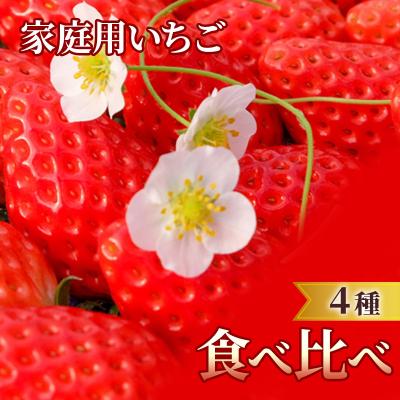 ふるさと納税 小郡市 家庭用いちご 4種 食べ比べパック (1パック 6〜15玉入り×4パック)[No5354-0863]