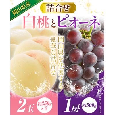 ふるさと納税 笠岡市 岡山産白桃とピオーネの詰合せ[令和8年産先行受付] A-109c