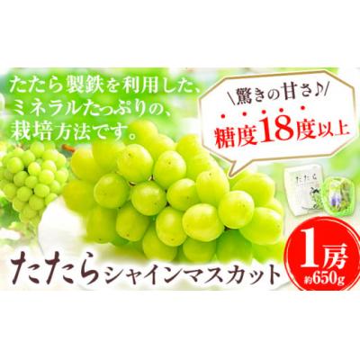 ふるさと納税 笠岡市 たたらみねらるシャインマスカット1房(2026年産先行受付)