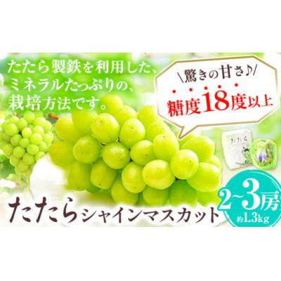 ふるさと納税 笠岡市 たたらみねらるシャインマスカット1.3kg以上(2房〜3房)(2026年産先行受付)2-21a
