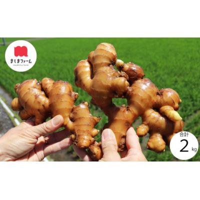 ふるさと納税 佐川町 ましまファームの囲い生姜&amp;親生姜食べ比べセット計2kg