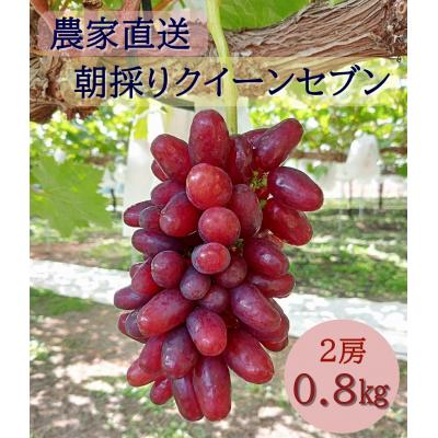 ふるさと納税 東広島市 [2026年発送分先行受付]クイーンセブン 2房(約0.8kg)[配送時期:8月中旬]
