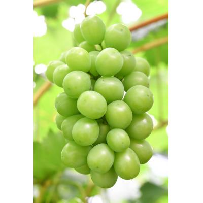 ふるさと納税 東広島市 [先行受付]シャインマスカット2 房(約1kg)[配送時期:9月上旬〜10月下旬]