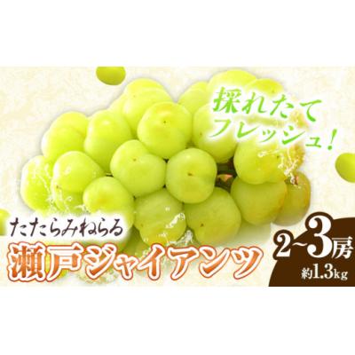 ふるさと納税 笠岡市 たたらみねらる瀬戸ジャイアンツ1.3kg以上(2〜3房)2026年産先行受付 2-22a