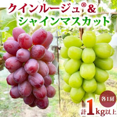 ふるさと納税 東御市 [先行受付2026年発送]農家直送!朝採れシャインマスカット&amp;クイーンルージュR各1房|おぎはら園