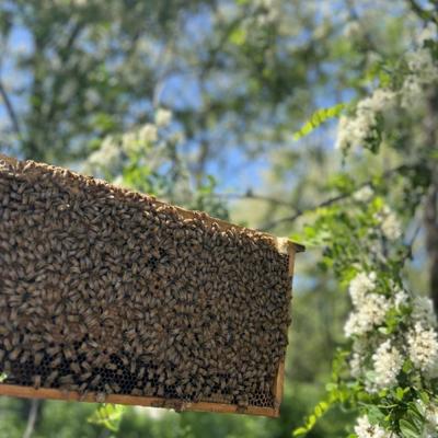 ふるさと納税 滑川町 滑川町産完熟生はちみつ 百花蜜(非加熱蜂蜜) 450g×1個|19_hbb-040101 |  | 03