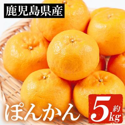 ふるさと納税 いちき串木野市 JAさつま日置 いちき串木野産 ポンカン 約5kg(2L・L)化粧箱入り