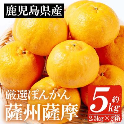 ふるさと納税 いちき串木野市 <先行予約>＼数量・期間限定/本格貯蔵 ぽんかん薩州薩摩 約5kg 化粧箱入り